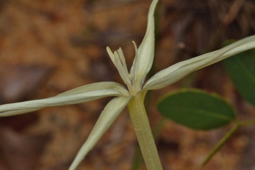 Lapeirousia odoratissima (African spider lily) — photo