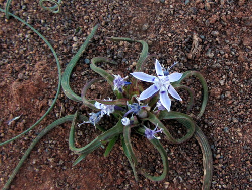 Lapeirousia plicata — photo