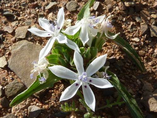 Lapeirousia plicata