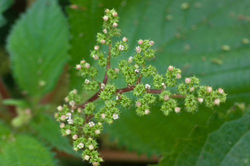 Laportea aestuans (Stinging nettle) — photo