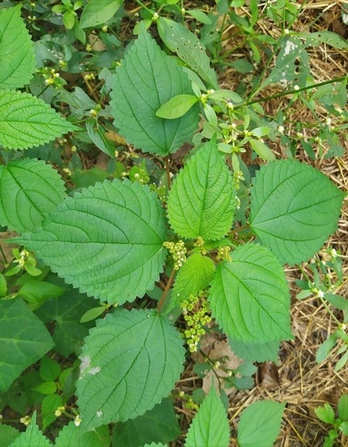 Laportea aestuans (Stinging nettle) — photo