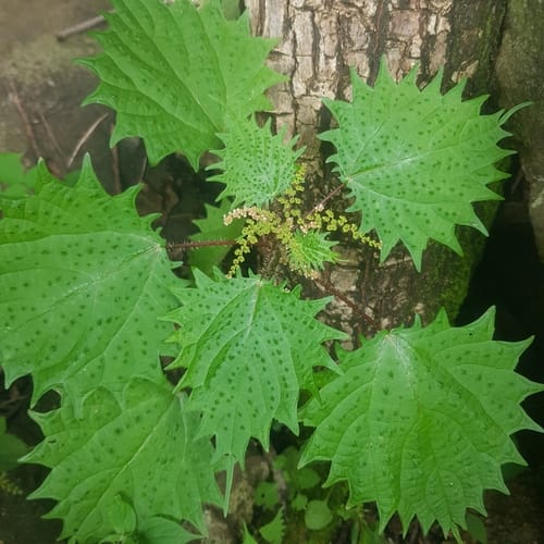 Laportea mooreana — photo