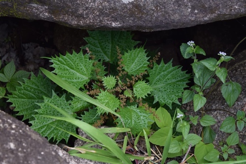 Laportea mooreana