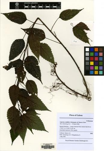 Laportea ovalifolia — photo