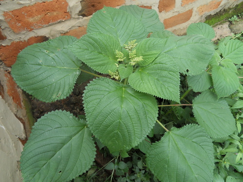 Laportea ovalifolia