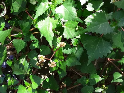 Laportea peduncularis (River nettle) — photo