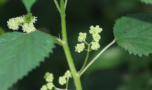 Laportea peduncularis