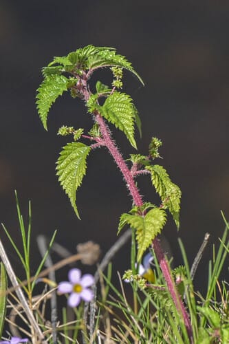 Laportea peduncularis (River nettle) — photo