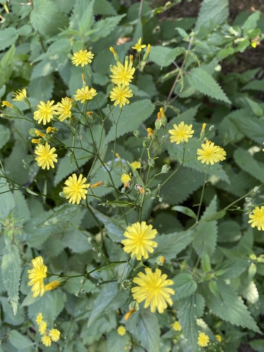 Lapsana communis subsp. grandiflora — photo