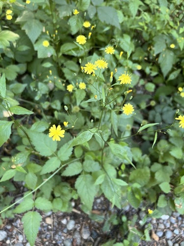 Lapsana communis subsp. grandiflora — photo