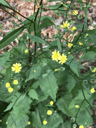 Lapsana communis subsp. grandiflora