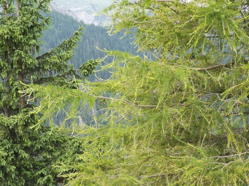 Larix decidua (European larch) — photo