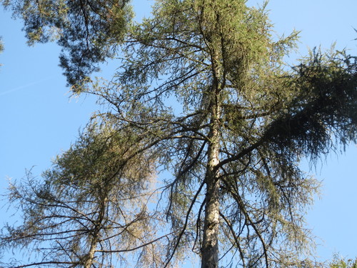 Larix decidua (European larch) — photo