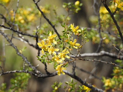 Larrea divaricata (Chaparral) — photo