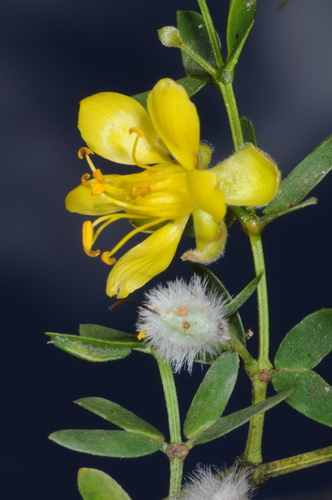 Larrea divaricata (Chaparral) — photo