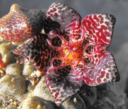 Larryleachia marlothii (Marloth's lavrinia) — photo