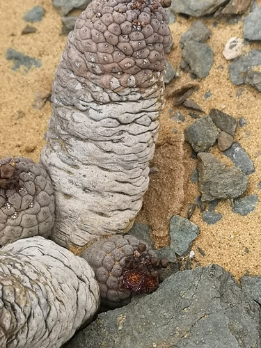 Larryleachia marlothii (Marloth's lavrinia) — photo