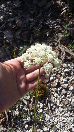 Laserpitium hispidum