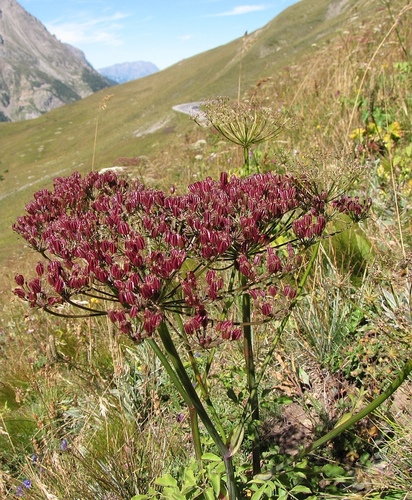 Laserpitium latifolium (Lasewort) — photo
