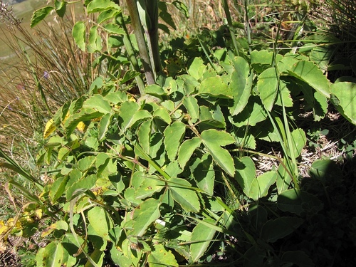 Laserpitium latifolium (Lasewort) — photo