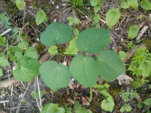 Laserpitium latifolium
