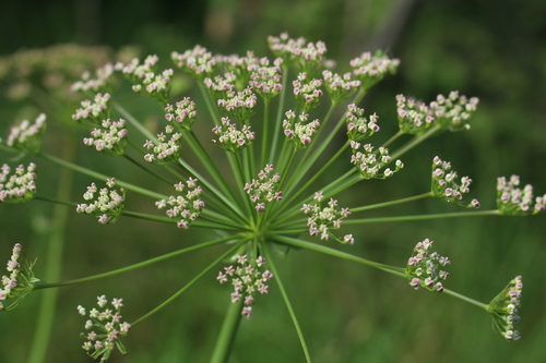 Laserpitium siler (Laserwort) — photo
