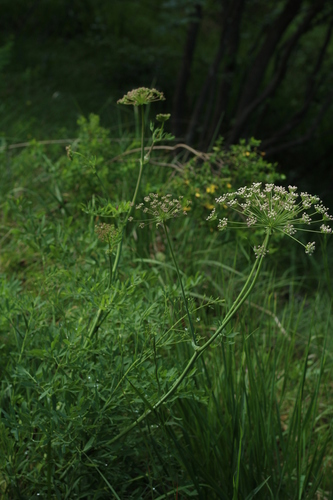 Laserpitium siler