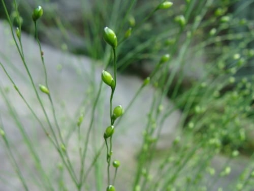 Lasiacis procerrima
