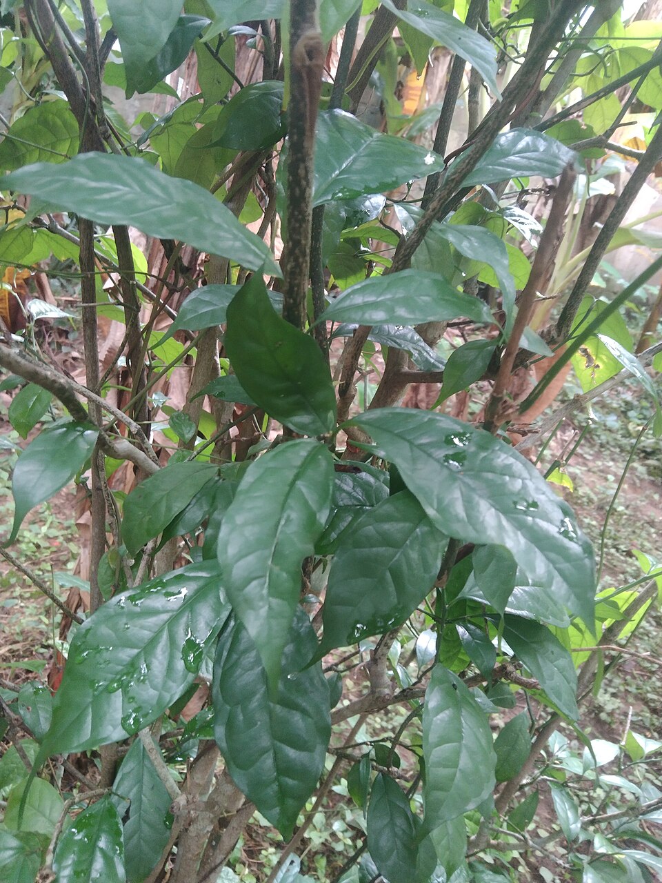 Lasianthera africana