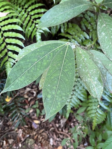Lasianthus hirsutus — photo