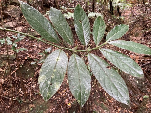 Lasianthus hirsutus