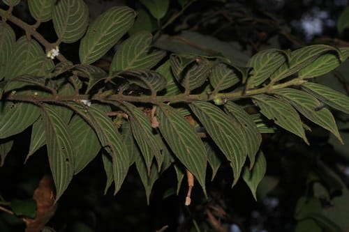 Lasianthus jackianus — photo