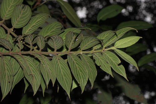 Lasianthus jackianus