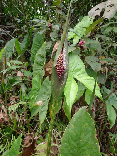 Lasimorpha senegalensis (Swamp arum) — photo