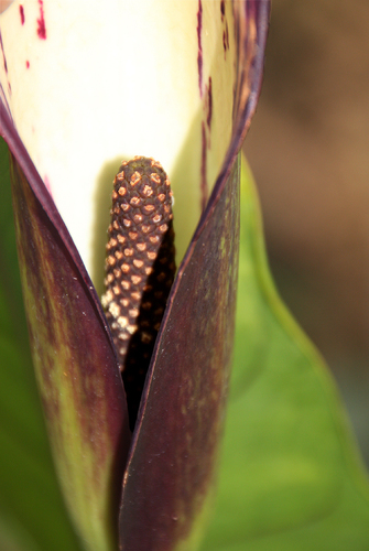 Lasimorpha senegalensis (Swamp arum) — photo