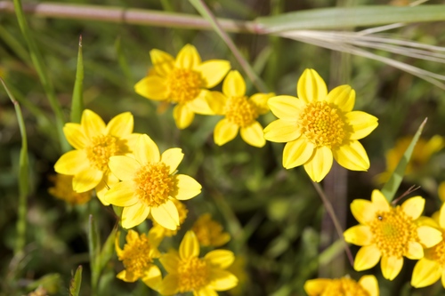 Lasthenia californica (California goldfields) — photo