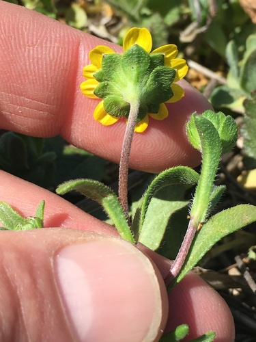 Lasthenia californica (California goldfields) — photo