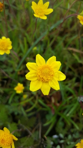 Lasthenia californica