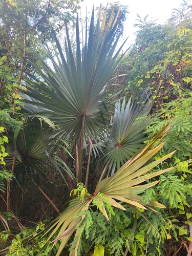 Latania commersonii (Commerson's latania) — photo