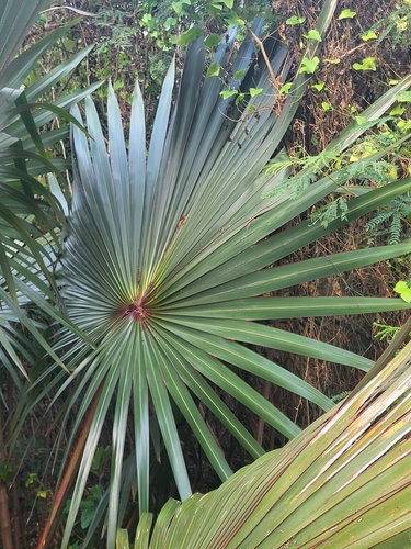 Latania commersonii (Commerson's latania) — photo