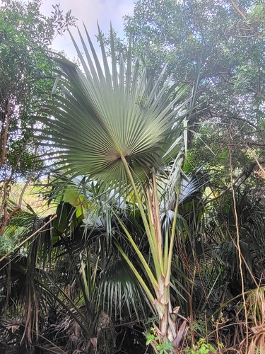 Latania commersonii