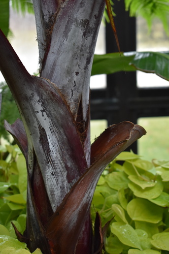 Latania lontaroides (Red latern palm.) — photo