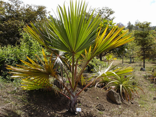 Latania lontaroides (Red latern palm.) — photo