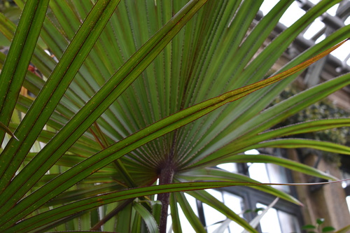 Latania lontaroides