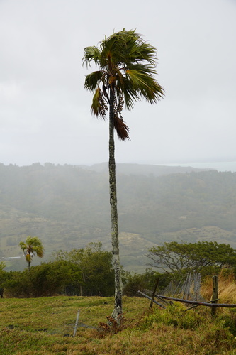 Latania verschaffeltii (Yellow Latan palm) — photo