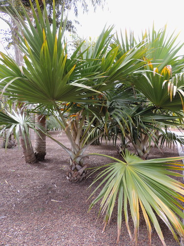 Latania verschaffeltii (Yellow Latan palm) — photo