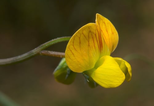 Lathyrus annuus (Annual yellow vetchling) — photo