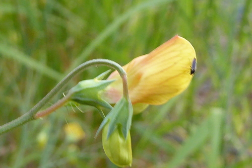 Lathyrus annuus (Annual yellow vetchling) — photo