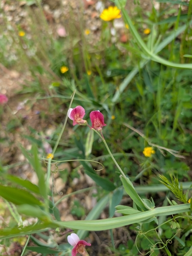 Lathyrus articulatus — photo
