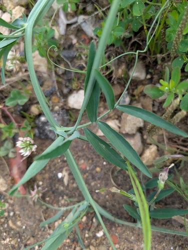 Lathyrus articulatus — photo